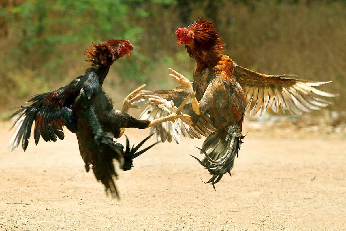 Kenali Ayam Elite Yang Ada Di Game Judi Sabung Ayam Online